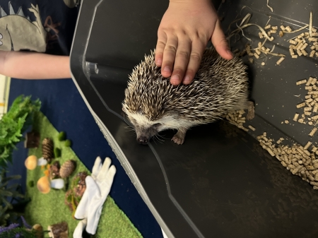 Kolczasty gość w Naszym przedszkolu